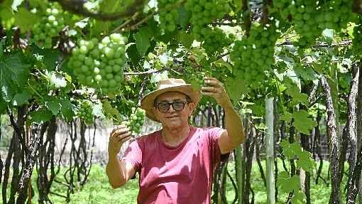 Reinaldo Romeiro tem o cultivo de uva como principal fonte de renda da famÃ­lia