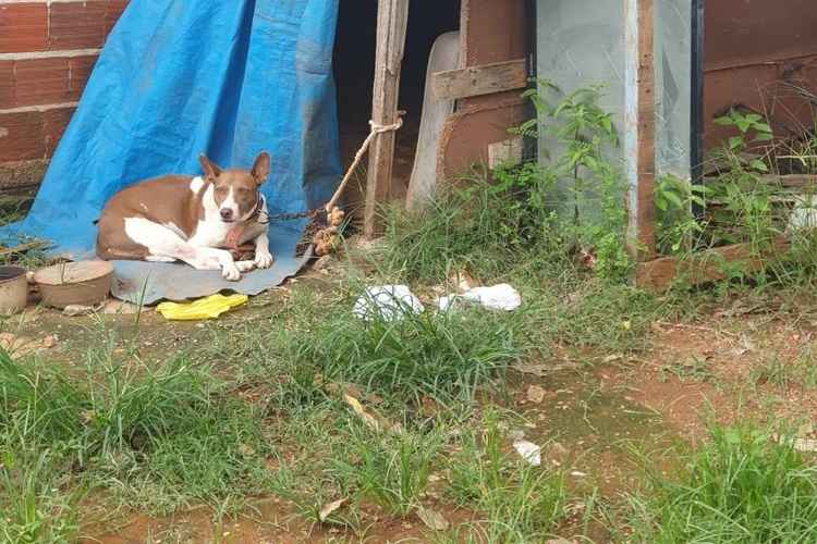 Tara foi encontrada presa a uma corda