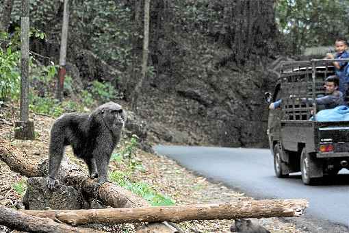 Macaco-mouro aguarda alimento em uma estrada da IndonÃ©sia: machos sÃ£o mais propensos a correr esse risco