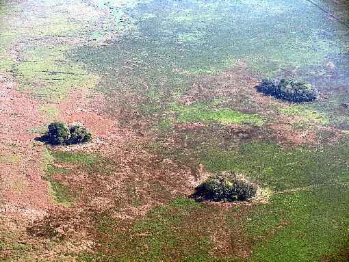 Cientistas analisaram 61 sÃ­tios arqueolÃ³gicos: cultivo diversificou a paisagem da floresta