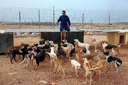 Sinais genÃ©ticos de vÃ­rus que infecta cÃ£es sÃ£o parecidos com os detectados em humanos