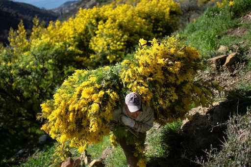 Um homem carrega galhos de mimosa colhidos em meio a Ã¡rvores de mimosa perto da vila de Seborga, no noroeste da ItÃ¡lia.