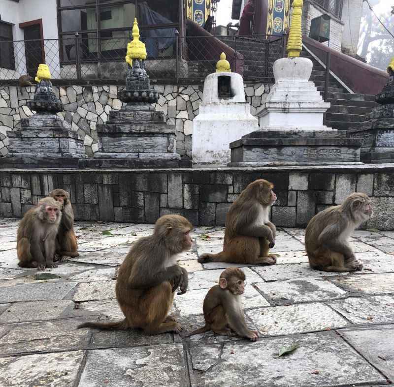 Macacos em um templo do Nepal: primatas sÃ£o os bichos com maior probabilidade de abrigar vÃ­rus zoonÃ³ticos