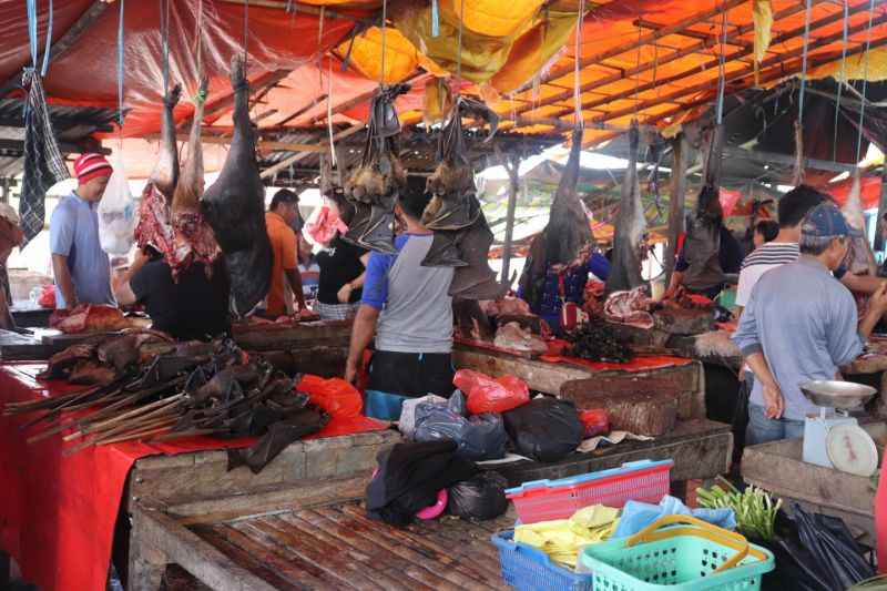 Morcegos Ã  venda em feiras sÃ£o 