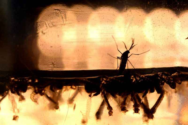 Aumento da temperatura pode favorecer mosquito transmissor da dengue