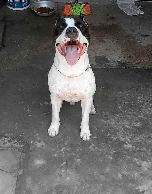 O Pitbull Apollo gosta de brincar com bola, mas os passeios foram reduzidos, por causa da pandemia