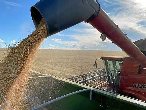 Produtores do Distrito Federal sentem perdas ocasionadas em decorrÃªncia do novo coronavÃ­rus, principalmente com frutas e hortaliÃ§as, mas comemoram ganhos com a colheita de grÃ£os. ServiÃ§os de entrega ajudam a amenizar as dificuldades