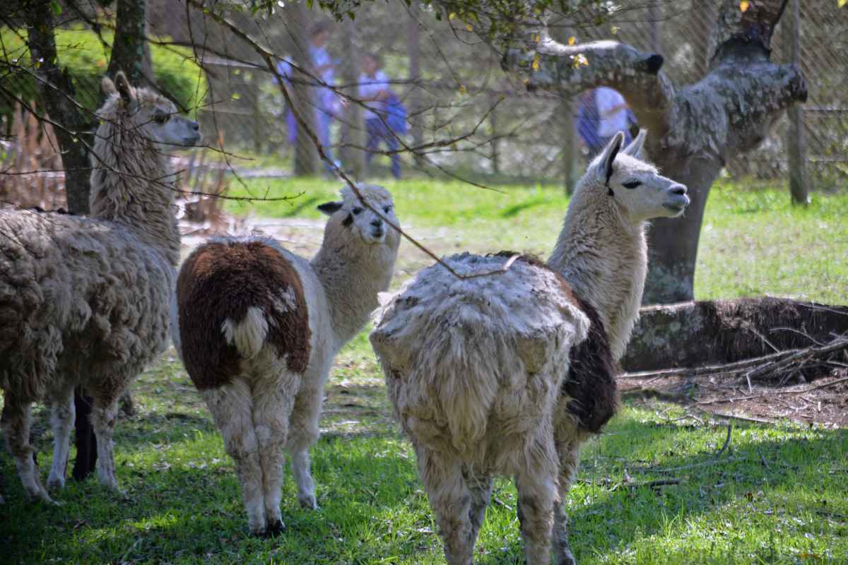 A investigaÃ§Ã£o utilizou quatro jovens alpacas para os testes e suas conclusÃµes coincidem com um trabalho belga realizado com lhamas, outro camelÃ­deo andino, divulgado recentemente