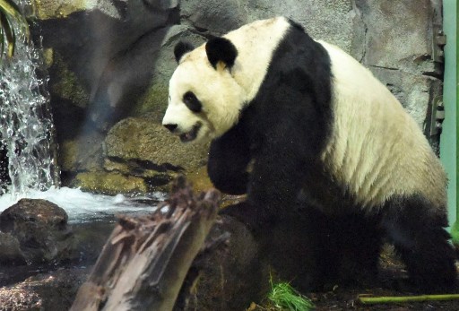 Esta foto do folheto sem data obtida em 13 de maio de 2020, cortesia do ZoolÃ³gico de Calgary, mostra o panda adulto Da Mao.