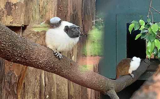 A espÃ©cie sauim-de-coleira ganha forÃ§a para escapar da extinÃ§Ã£o. 
Um filhotinho nascido em BrasÃ­lia chegou para aumentar a populaÃ§Ã£o ameaÃ§ada