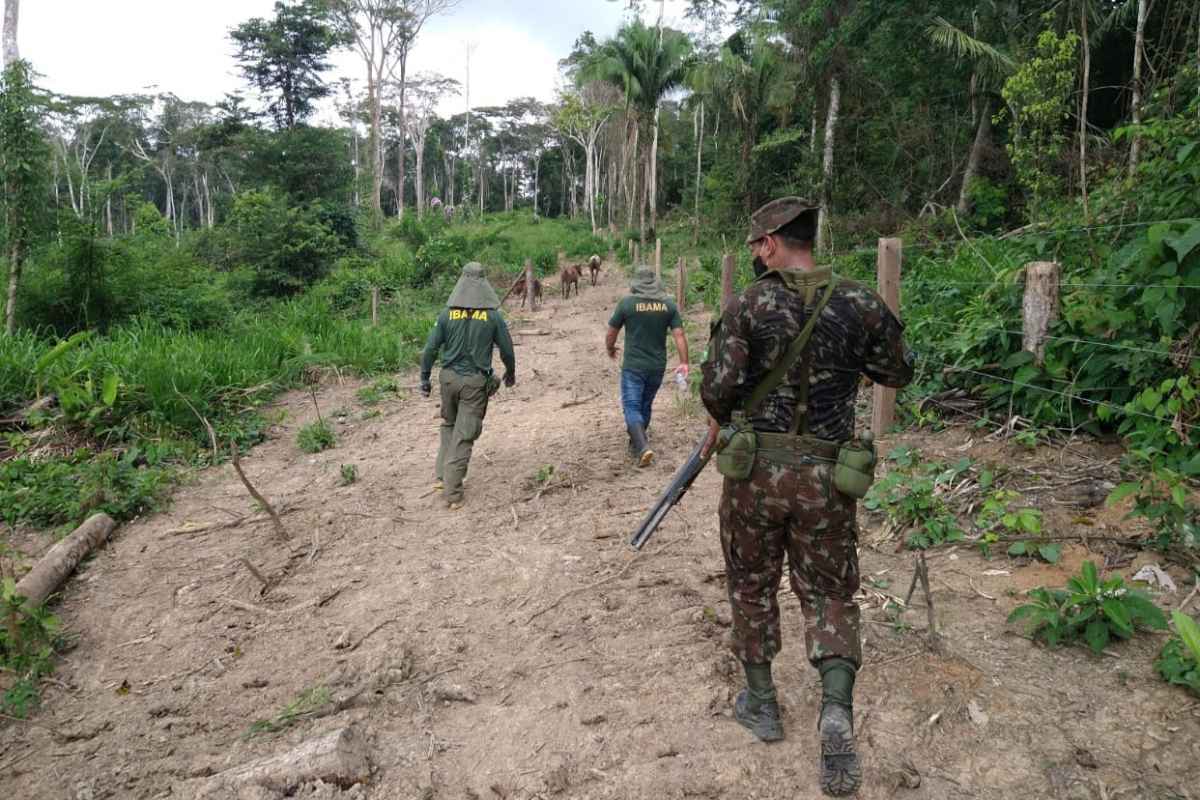 OperaÃ§Ã£o foi deflagrada em 11 de maio para combater crimes ambientais nos estados que compÃµem a AmazÃ´nia Legal