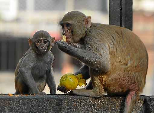 Pesquisas foram feitas com macacos rhesus, comuns na Ãsia: trÃªs semanas apÃ³s a imunizaÃ§Ã£o, animais nÃ£o adoeceram depois de exposiÃ§Ã£o ao vÃ­rus