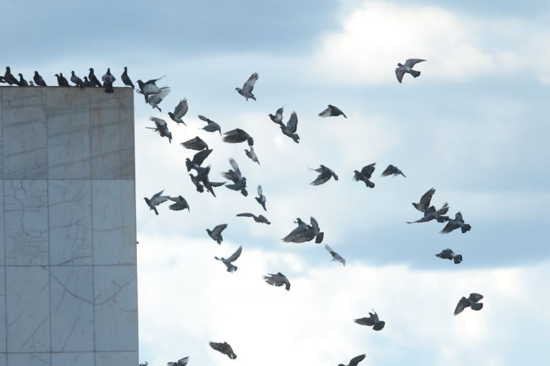 Pombos na PraÃ§a dos TrÃªs Poderes na Esplanada dos MinistÃ©rios