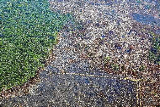 Desmatamento em reserva de  Altamira (PA): ameaÃ§a Ã  biodiversidade