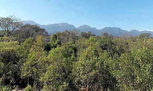 Mata AtlÃ¢ntica: bioma mais devastado do paÃ­s tem apenas 12% da vegetaÃ§Ã£o original