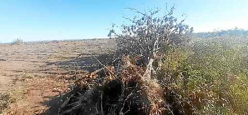 Criminosos usaram caminhÃµes e tratores com grandes correntes para desmatar o Cerrado. InvestigaÃ§Ã£o constatou a limpeza da Ã¡rea para uso na produÃ§Ã£o agropecuÃ¡ria