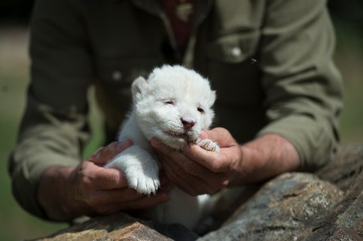 O diretor do zoolÃ³gico Juan Luis Malpartida apresenta o White King, o primeiro filhote de leÃ£o branco nascido na Espanha, na Reserva Mundial do Parque Guillena, em Sevilha, em 10 de junho de 2020.