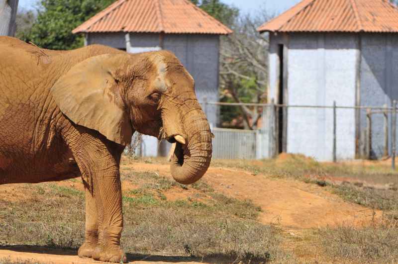 A reproduÃ§Ã£o dos animais do zoolÃ³gico tambÃ©m leva em conta ambientes aconchegantes para os casais