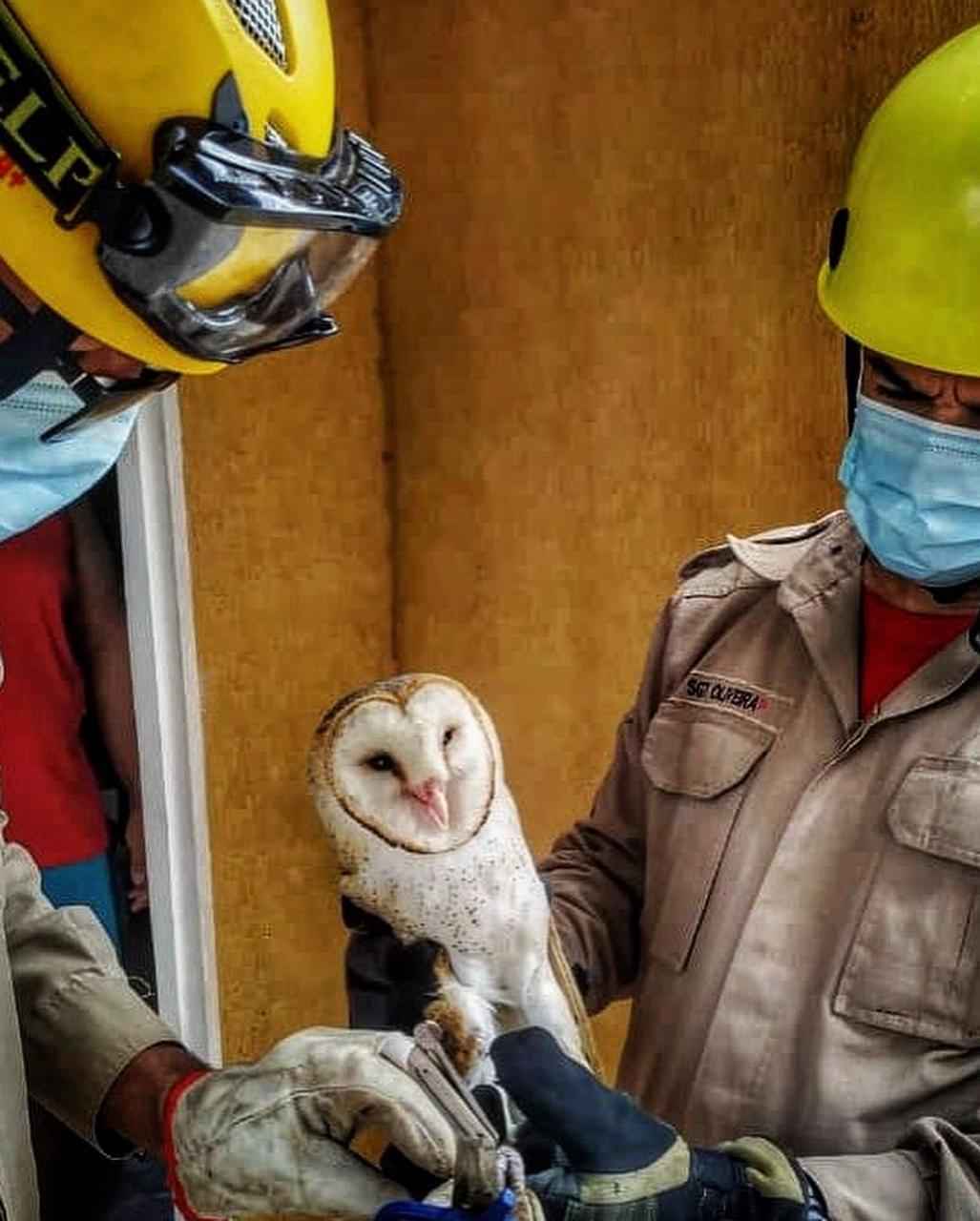 Coruja-das-torres estava presa em linhas de pipa dentro de quintal em ValparaÃ­so