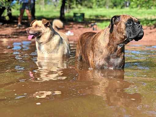 Tutores de pets compartilham o cotidiano dos seus animais nas redes sociais. Com perfis exclusivos, eles esbanjam graÃ§a no mundo virtual