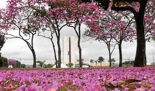 Poste sua foto com a hashtag  #istoebrasiliacb e ela pode ser publicada nesta coluna aos domingos