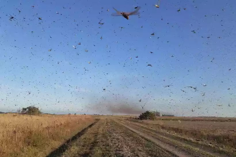 Nuvem de gafanhotos estÃ¡ na Argentina