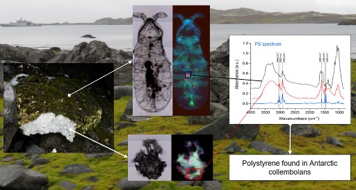 Uma imagem composta do folheto disponibilizada pela Universidade Elettra Sicrotone Trieste de Siena, em 24 de junho de 2020, mostra grÃ¡ficos de poliestireno encontrado em colÃªmbolos antÃ¡rticos.