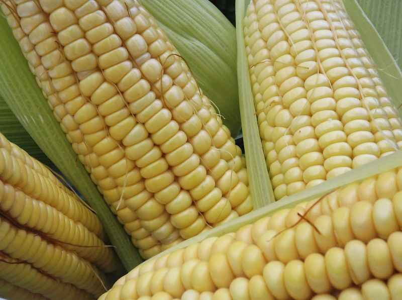 Tem bandeirinhas, balÃµes, arrasta-pÃ© e comidas tÃ­picas juninas. Quase todas Ã  base de milho verde, o cereal que faz a festa de SÃ£o JoÃ£o e Ã© fonte nutritiva para todas as idades