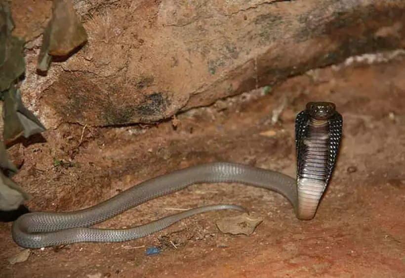 Cobras exóticas dos EUA são encontradas em casa no interior de SP