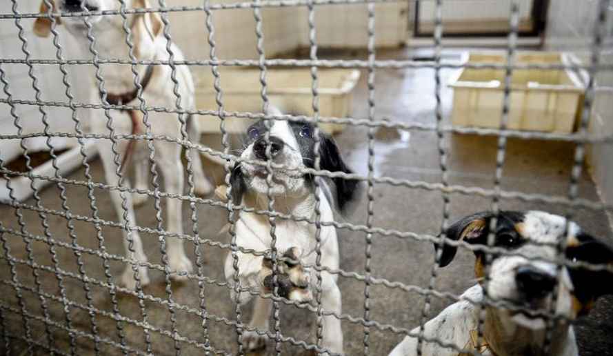 EstÃ£o disponÃ­veis 50 cÃ£es e gatos resgatados na capital fluminense