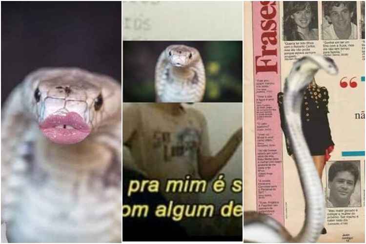 imagem entrecortada de cobras