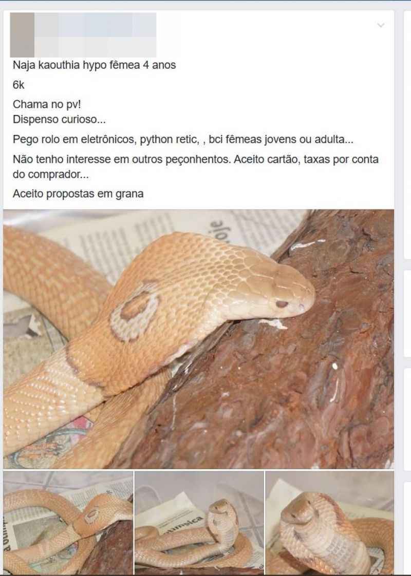 cobra em um anúncio