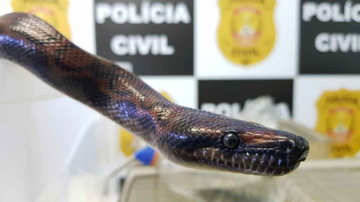 Cobra arco-íris: nova espécie de cobra é descoberta no Vietnã