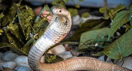 Internado desde 7 de julho, Pedro Henrique Lehmkuhl, 22 anos, ficou em coma apÃ³s ser picado pela naja, na casa dele, no GuarÃ¡ 2 Animal exÃ³tico: nÃ£o Ã© permitida a criaÃ§Ã£o da cobra naja no DF