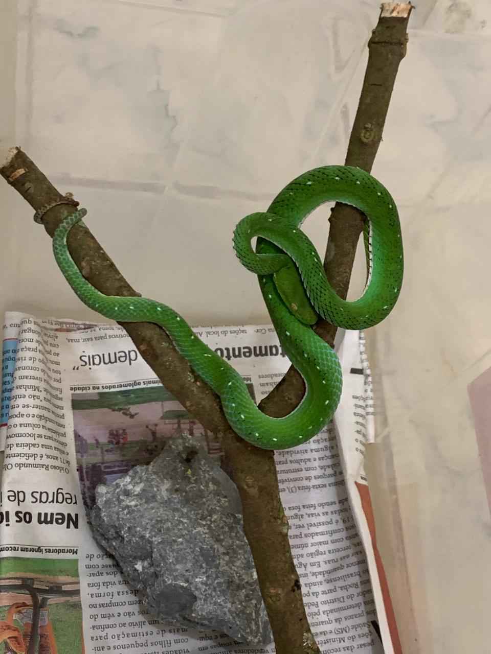 Serpente asiÃ¡tica  vÃ­bora-verde-de-voguel nÃ£o tem antiofÃ­dico no Brasil. Ela estÃ¡ no ZoolÃ³gico e ainda nÃ£o se alimentou