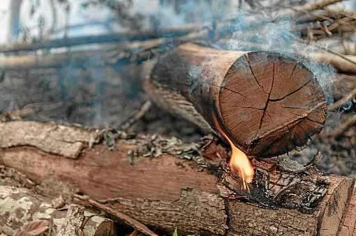 PolÃ­tica ambiental de Bolsonaro vem recebendo pressÃµes externas e internas, sobretudo pela nÃ£o preservaÃ§Ã£o da floresta amazÃ´nica