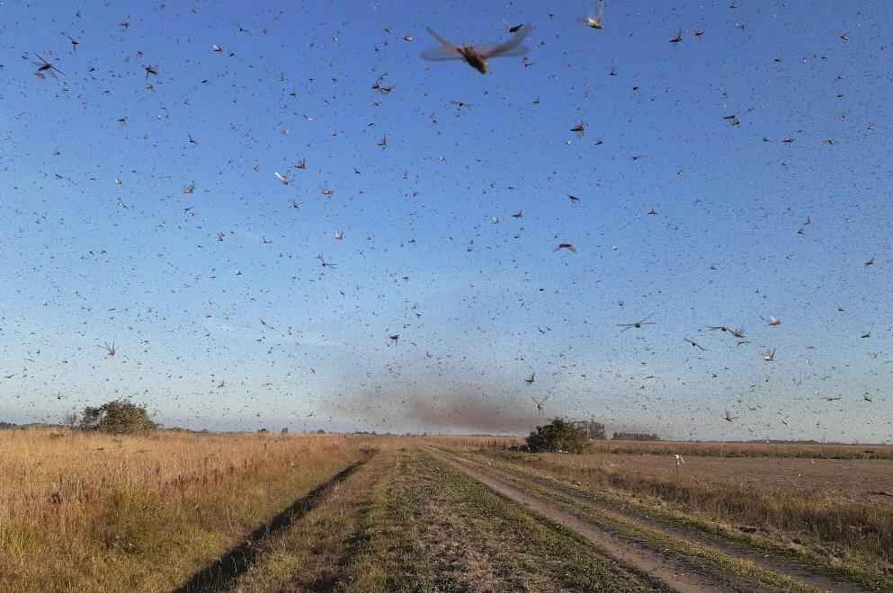 Conforme o levantamento do Senasa, a Ã¡rea ocupada pelos gafanhotos abrange um perÃ­metro de 2,7 quilÃ´metros em 36 hectares