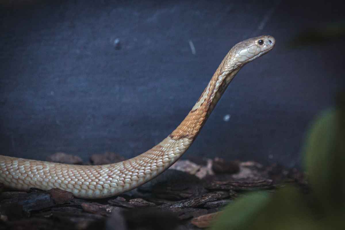 Cobras exóticas como naja e víbora ameaçam espécies nativas do cerrado