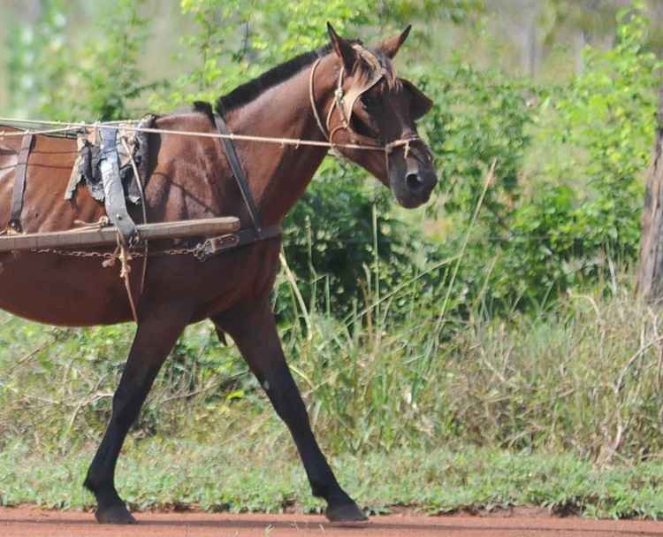 Cavalo morre após receber quase 50 chicotadas e golpes de pá do dono