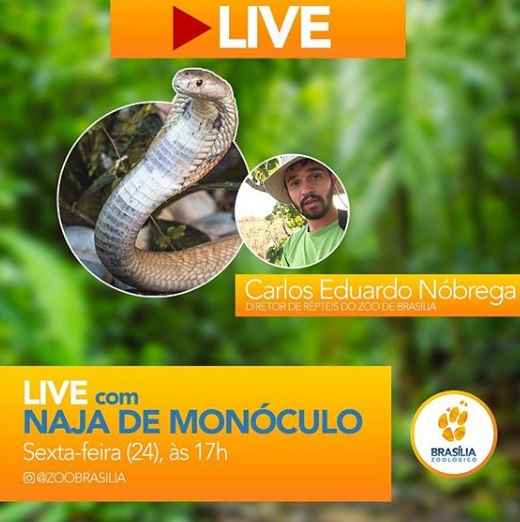 Folder da live do zoolÃ³gico de brasÃ­lia