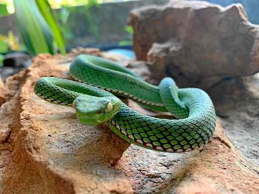 Amigo de Pedro Henrique nÃ£o tinha autorizaÃ§Ã£o para criar a cobra jiboia-arco-Ã­ris, que estÃ¡ no Zoo. Gabriel estÃ¡ preso temporariamente