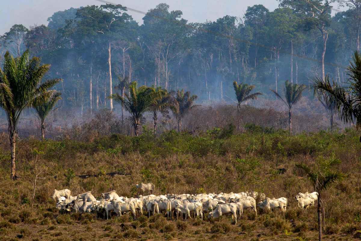 AmazÃ´nia