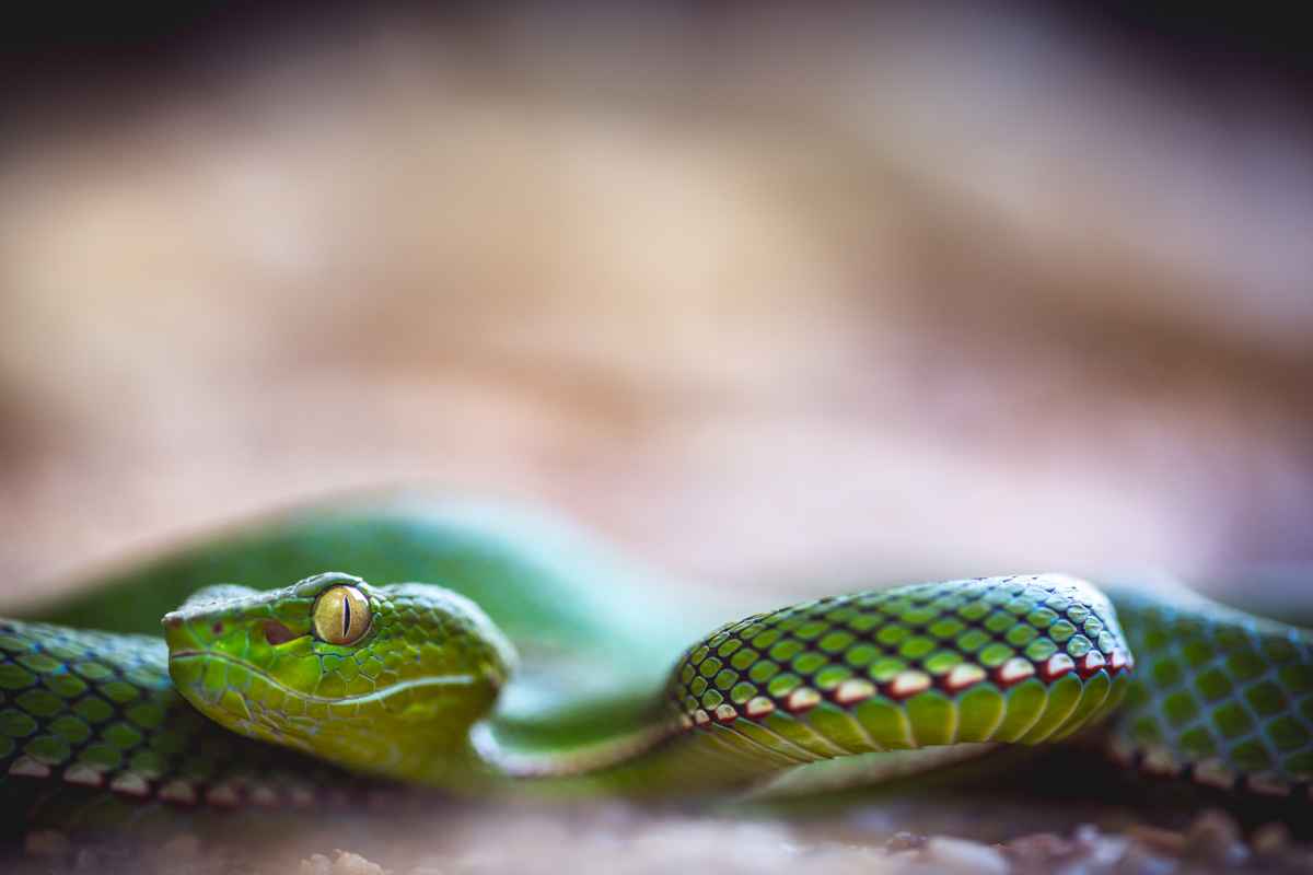 Imagens compÃµem plantel da FundaÃ§Ã£o ZoolÃ³gico de BrasÃ­lia e foram feitas pelo fotÃ³grafo Ivan Mattos