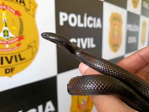 OriginÃ¡ria da AmÃ©rica do Norte, a cobra nigritus foi apreendida ontem