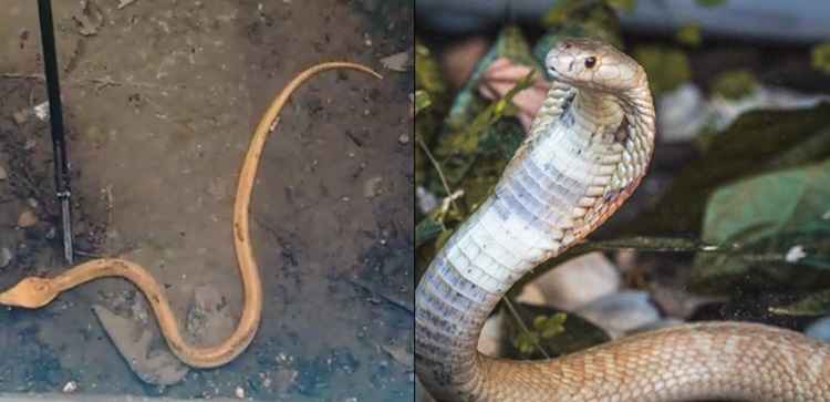 Cobra semelhante à naja é encontrada em Balneário Camboriú - NSC Total