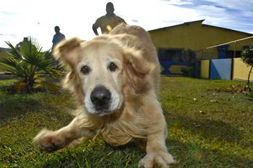 Golden retriever
