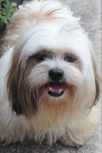Llasa apso