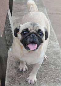 Pug