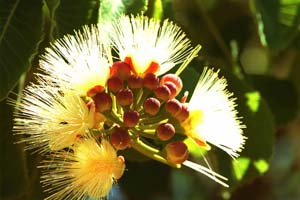 Flor do pequizeiro, árvore típica do cerrado: bioma ameaçado