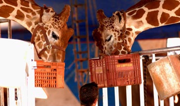 Tico e Kim, girafas apreendidas do Le Cirque, alimentadas durante estada em Brasília